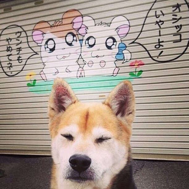 伊朗队在巴黎奥运会比赛中展现出强大的远射能力，伊朗转播奥运会画面