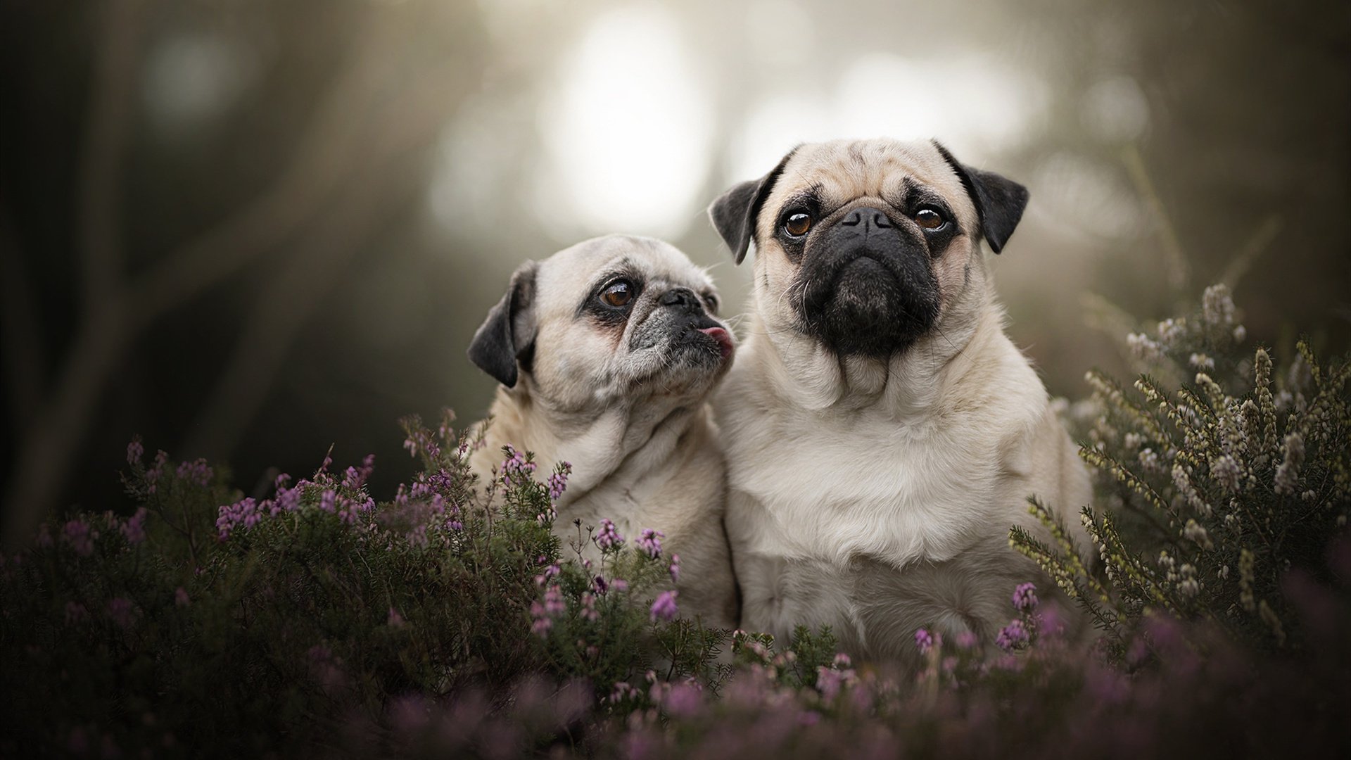 伊朗队在巴黎奥运会比赛中展现出强大的远射能力，伊朗转播奥运会画面