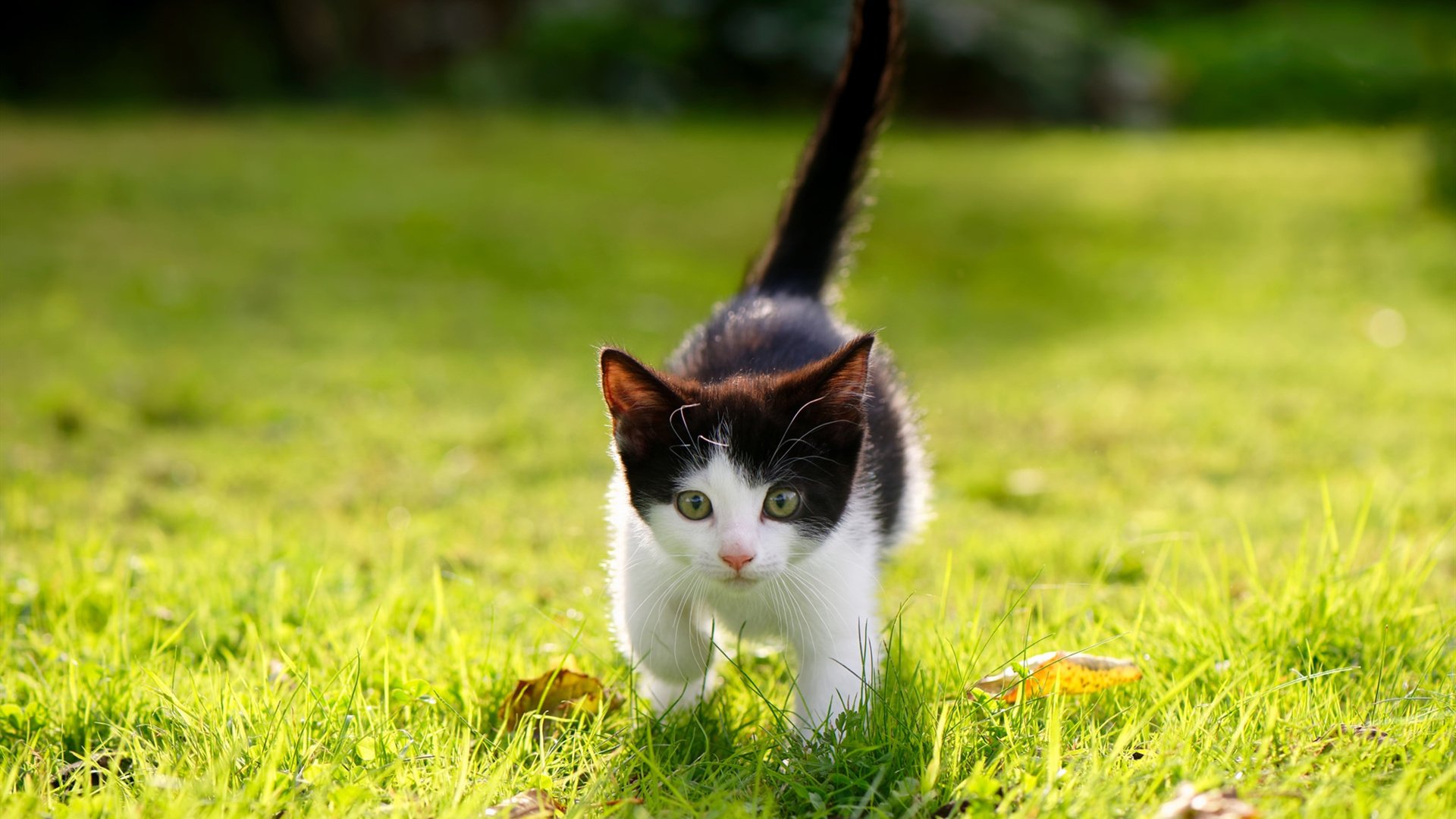 传统民族投壶比赛，传承古老文化的运动魅力，投壶是哪个少数民族的游戏